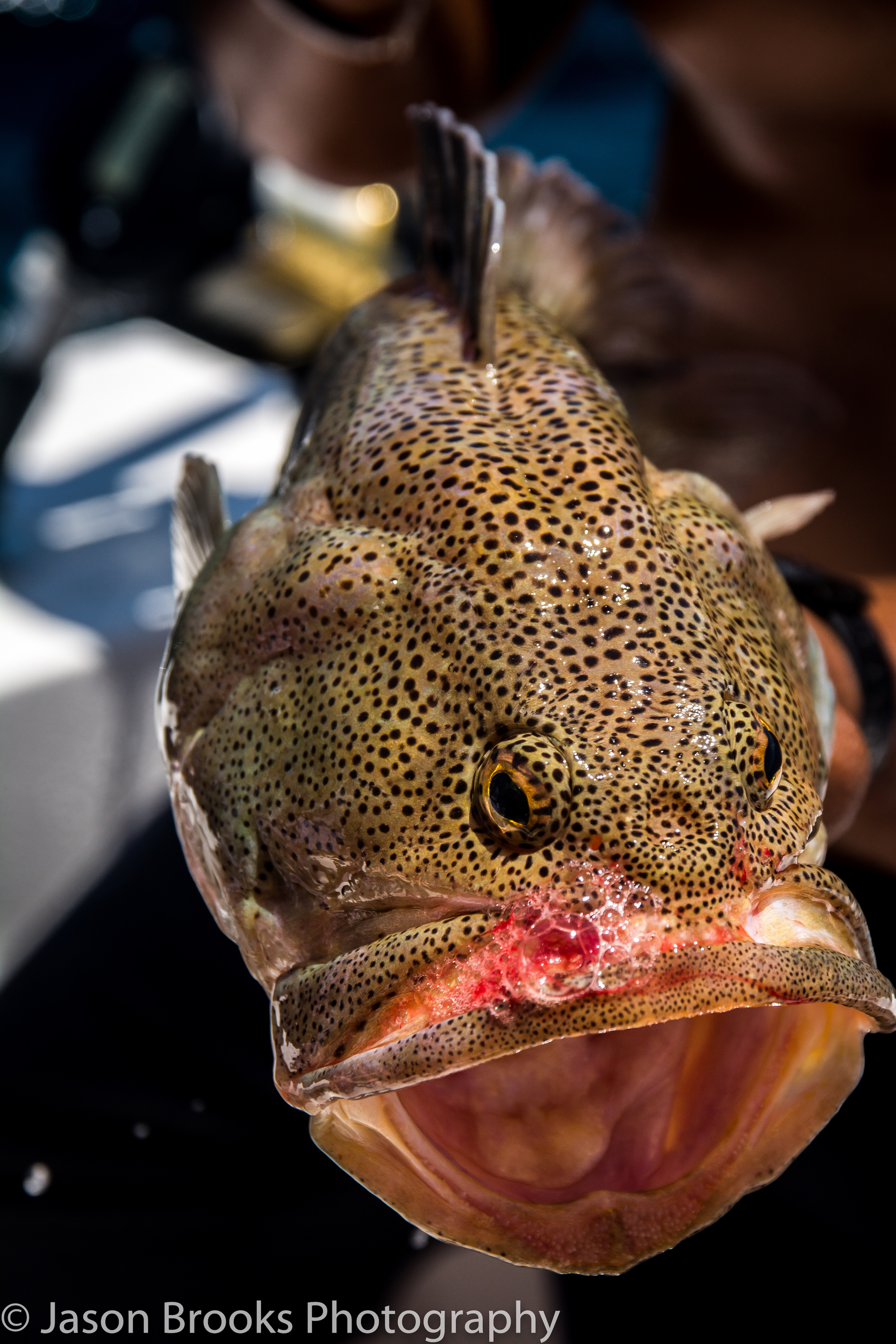 A Cabrera is a very unique fish that is extremely well eating and easy to catch-Jason Brooks