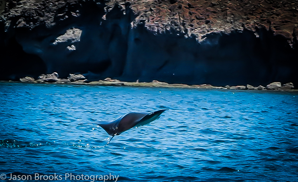Manta Ray's jumping in Dazante Bay right in front of the resort-Jason Brooks