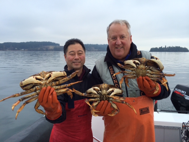 Puget Sound Dungeness crab remain bountiful this summer, but will see a decline south of Seattle