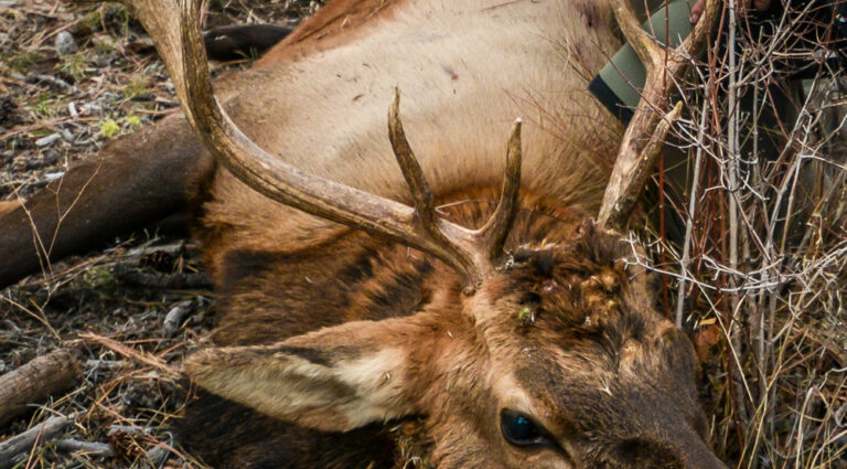 Very Few Bucks in Idaho’s Backcountry, Elk Abound