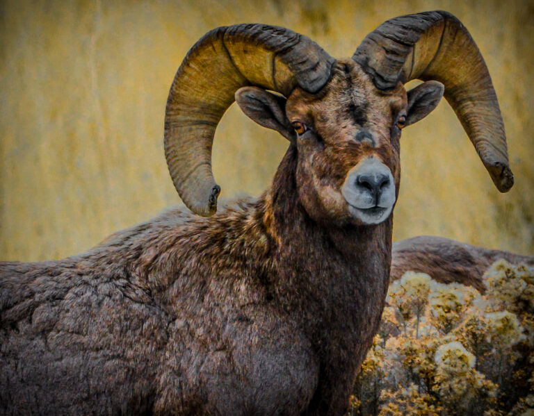 Tips for Washington Special Permit Hunts