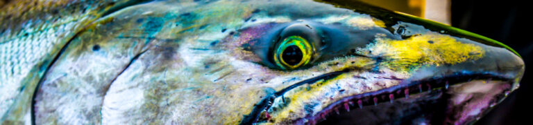 2018 Salmon Season’s Set