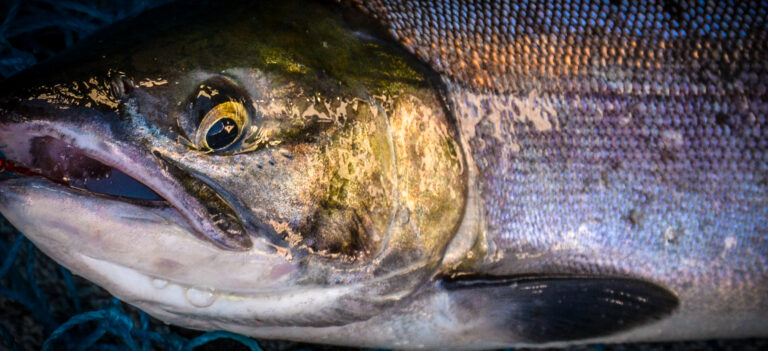 5 Tips for Brewster Sockeye!