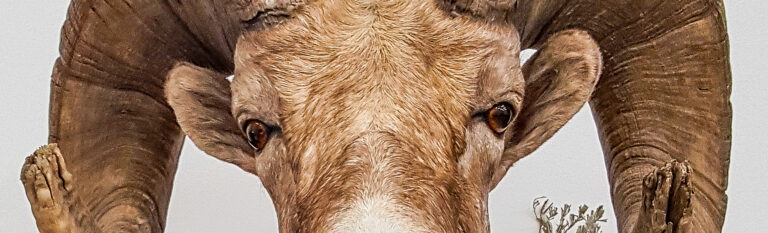 Choosing the Right Taxidermist