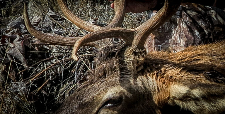 Four Great Calibers for Elk