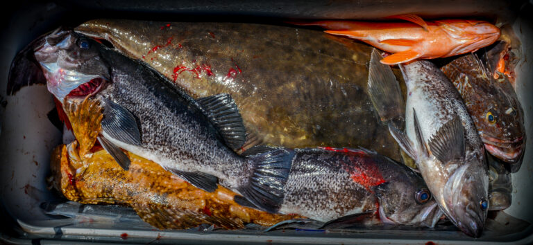 Let’s Go Bottom Fishing!