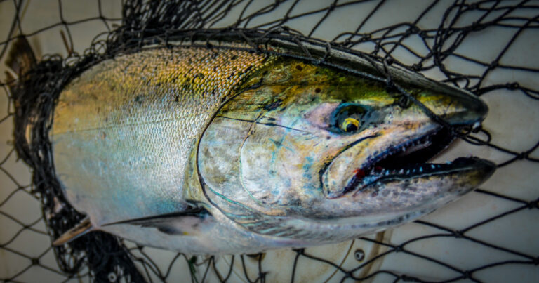 Take Care of Your Catch