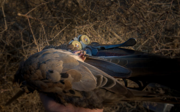 Dove Hunting Tips